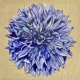 Cornflower