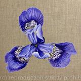  Siberian Blue Iris