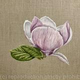 Magnolia