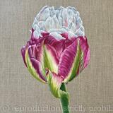 Ice Cream Tulip 2