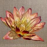 Nymphaea Albert Greenberg