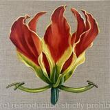 Gloriosa Rothschildiana