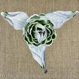 Snowdrop Franz Josef