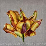 Rasta Parrot Tulip