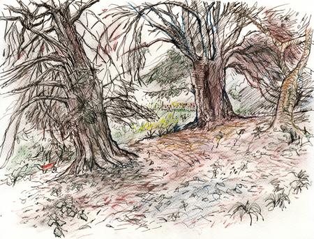 Constable Burton trees