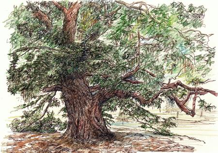 Pterocarya X rehderiana