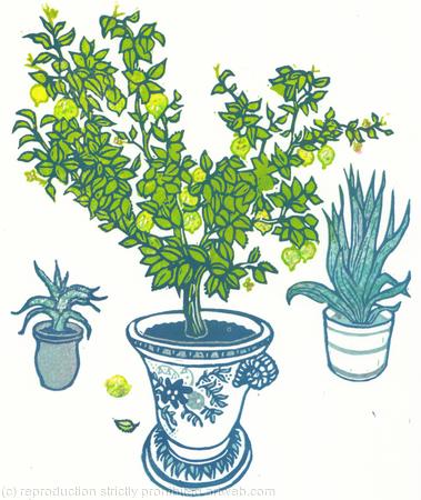 HAMPTON COURT Lemon Tree