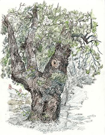 Tudor Avenue Oak Tree