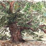 Pterocarya X rehderiana