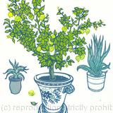 HAMPTON COURT Lemon Tree