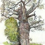 Hampton Common  - oak