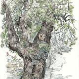 Tudor Avenue Oak Tree