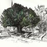 Minster Churchyard The great yew