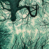 upfromtheforestfloor