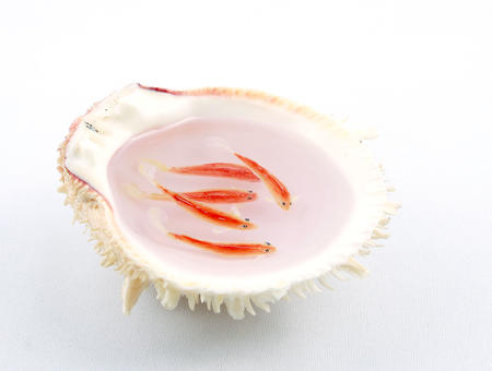 Multi Layer Fish in spondylosis shell