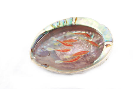 Multi Layer Fish in Abalone Shell