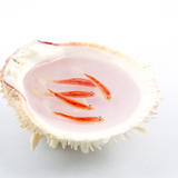 Multi Layer Fish in spondylosis shell