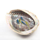 Blue Green Fish in Abalone Shell