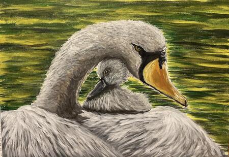 Swan and cygnet 