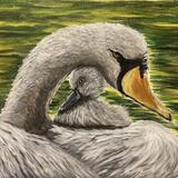 Swan and cygnet 