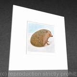 1 x Hedgehog (mounted and signed colour print).