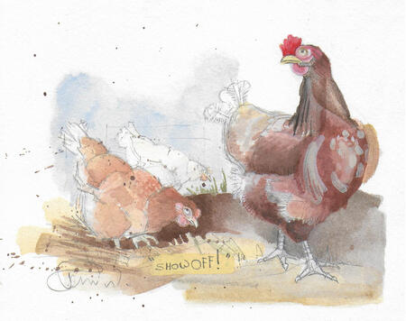 Hens and Cockerel B95