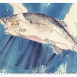 Trout - A Fine Catch