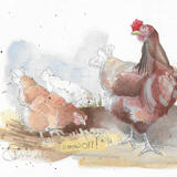 Hens and Cockerel B95