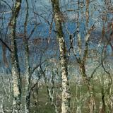 Sea Birches
