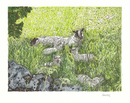 Sheep In an Eryrys Field