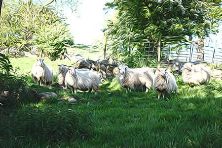 Eryrys Sheep