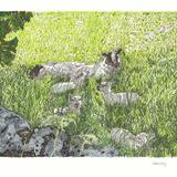 Sheep In an Eryrys Field