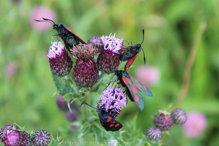 From a day on Lindisfarne