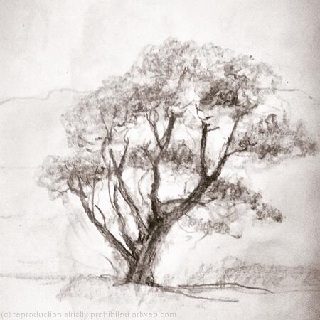 My favourite tree, Milnthorpe marshes