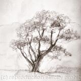 My favourite tree, Milnthorpe marshes
