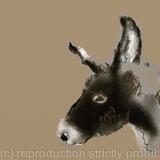 Donkey