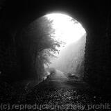 December along the railway cutting I