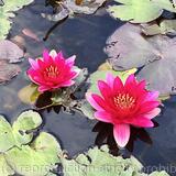 Lilies at Howick Hall gardens, Northumberland