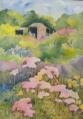 Summer shed with alchemila