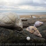 Shell Installation view, West Runton