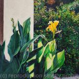 Canna Lily in a Light Corner