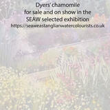 Dyers' Chamomile and Other Blooms