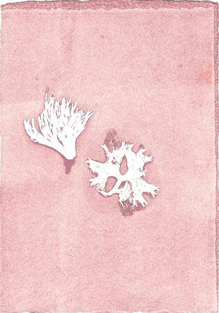 Seaweed dusty pink 0004