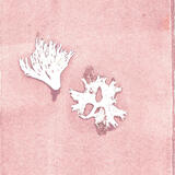 Seaweed dusty pink 0004