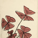 Oxalis 