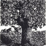 Horse Chestnut