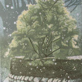 Mimosa in a Snow Shower