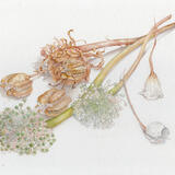 Seed heads  by Beverley White