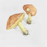 Larch Bolete 