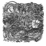 Sea Poppy - Glaucium flavum